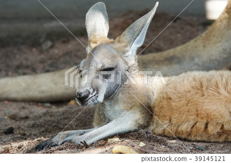 Red Kangaroo, Macropus rufus 39145121