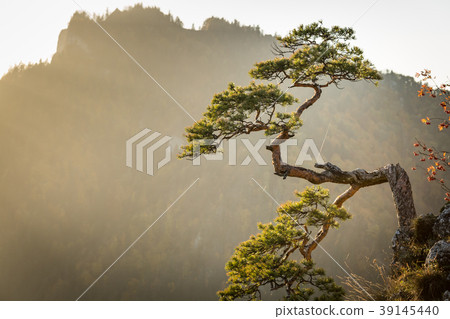 Sokolica, most famous tree in Pieniny Mountains, Sokolica, most famous tree in Pieniny Mountains, 39145440