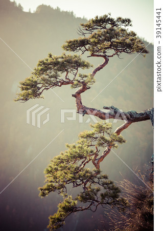 Sokolica, most famous tree in Pieniny Mountains 39145441