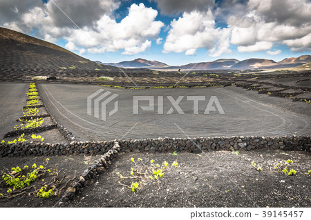 Vineyards in La Geria, Lanzarote, canary islands 39145457