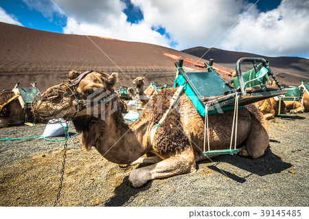Camels in Timanfaya National Park waiting  39145485