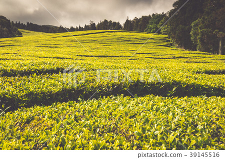 Portugal Azores Islands Sao Miguel tea plantation 39145516