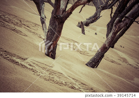 The Famous dune of Pyla fences, the highest sand  39145714