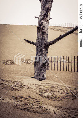 The Famous dune of Pyla fences, the highest sand 39145715