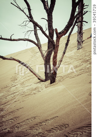 The Famous dune of Pyla fences, the highest sand The Famous dune of Pyla fences, the highest sand 39145719
