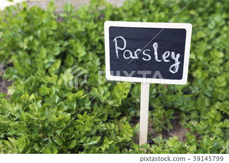 Signboard Parsley in a garden Signboard Parsley in a garden 39145799