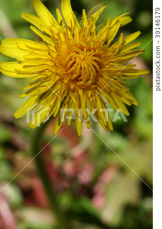 Natural plant Cane dandelion, stems are visible but seems to be unexpectedly taller 39146179