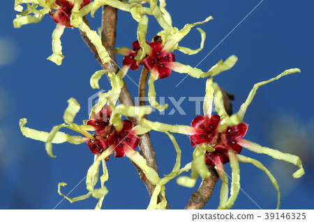 自然植物Mansaku，盛開的Mansaku。黃色鰓是花瓣，紅色是玫瑰。它在藍天中閃耀 39146325