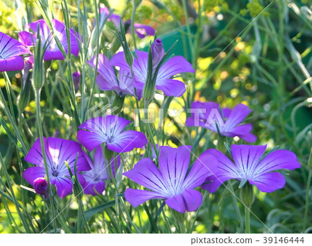 Agurosutenma 39146444