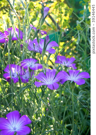 Agrostenma 39146445