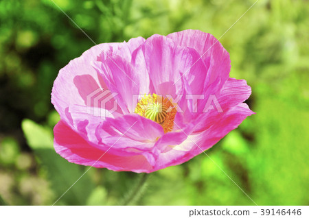 Pink Poppies 39146446