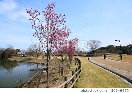 Kanhizakura盛開 39146475