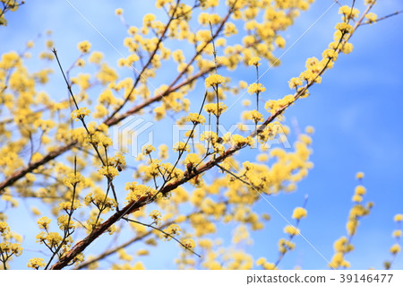 Sanshu Yu full bloom Blue sky background Sanshu Yu full bloom Blue sky background 39146477