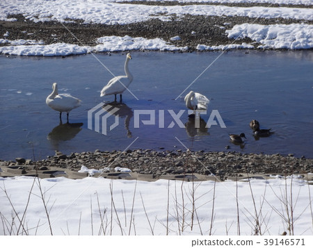 十勝天鵝 39146571