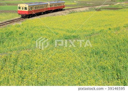 Railroad scenery, Koshiba Railway, field of flowers and trains 39146595