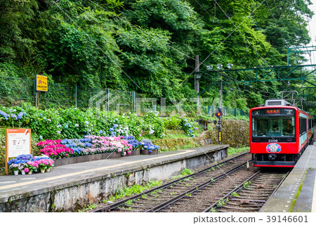 Hakone Tozan Railway And Hydrangea Miyanoshita Stock - 