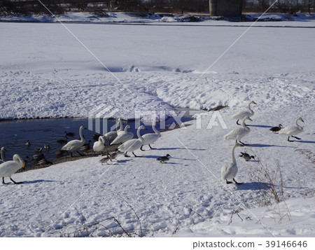 Tokachi swan 39146646