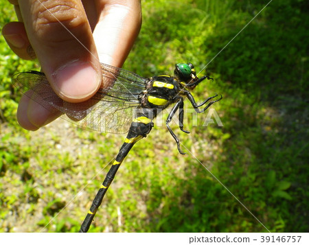 洋蔥手掌握 39146757