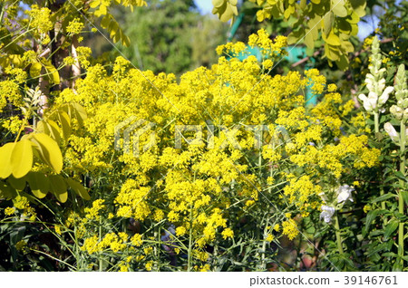 Seaweed mustard 39146761