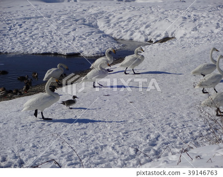 十勝天鵝 39146763