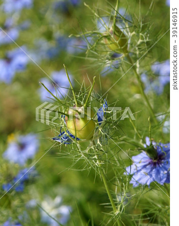 Nigella seeds (black seed grass) Nigella seeds (black seed grass) 39146915