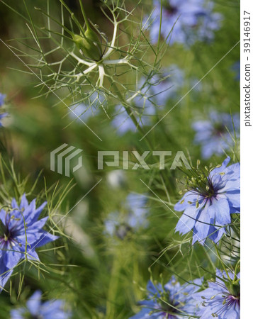 Nigella seeds (black seed grass) Nigella seeds (black seed grass) 39146917