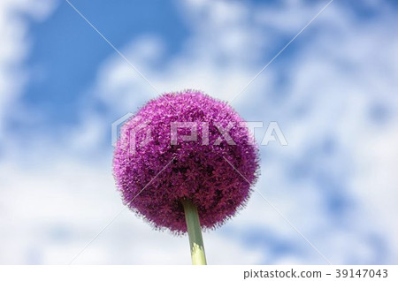 Gigantium Gigantium 39147043