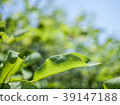leaf  39147188