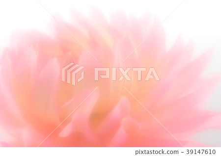 Dahlia pink dahlia 39147610