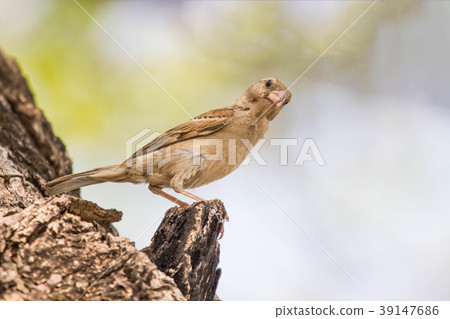 Birds caught on the branches of trees. Birds caught on the branches of trees. 39147686