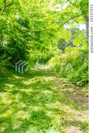 Road of the mowed forest 39147853