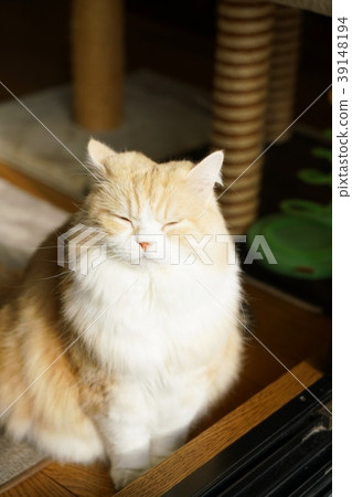 Scottish fold for ear Scottish fold for ear 39148194