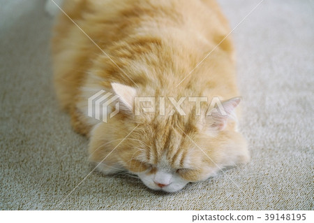 Sleeping appearance of a standing Scottish fold Sleeping appearance of a standing Scottish fold 39148195