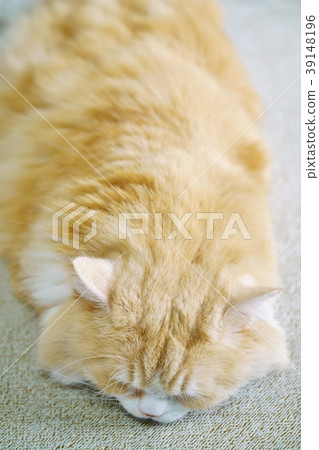 Sleeping cat (cat, cat) Sleeping cat (cat, cat) 39148196
