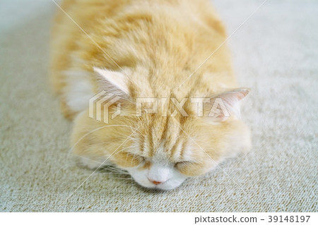 Scottish fold, cat, pussy 39148197