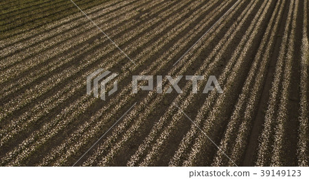 Cotton field in the countryside. Cotton field in the countryside. 39149123