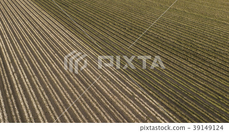 Cotton field in the countryside. 39149124