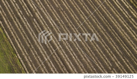 Cotton field in the countryside. Cotton field in the countryside. 39149125