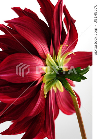 Dahlia dahlia backside red dahlia 39149576