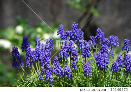 穆斯卡里花 穆斯卡里花 39149873