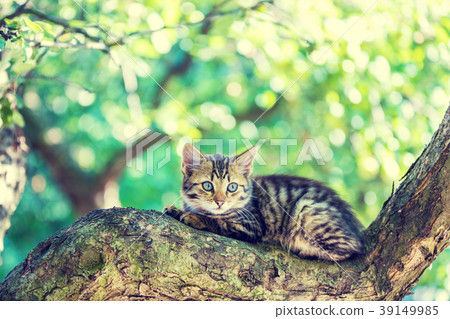 Cute little kitten lies on the tree in the garden Cute little kitten lies on the tree in the garden 39149985