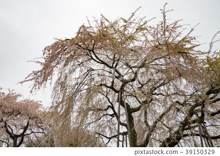 Cherry blossom park Cherry blossom park 39150329