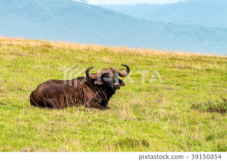 Back view of African buffalo in savannah 39150854