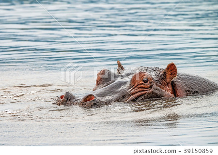 Close hippo or Hippopotamus amphibius in water Close hippo or Hippopotamus amphibius in water 39150859