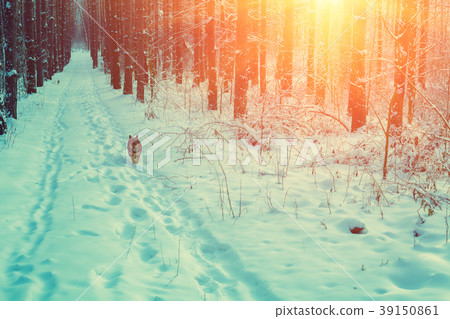 A dog is running along the road in a winter forest 39150861