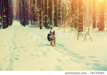 A dog is running in a pine winter snowy forest 39150864