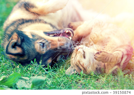 Dog and cat playing together on the grass 39150874