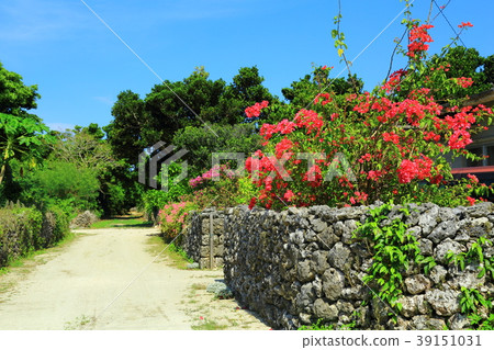 Taketomijima bougainvillea white sand road blooming 39151031