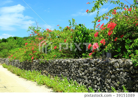 Taketomijima bougainvillea white sand road blooming 39151089