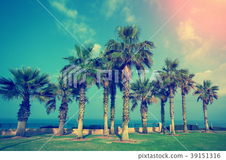 Embankment with palm trees in Netanya city, Israel 39151316